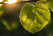 Фотосинтез: що це таке, рівняння реакції та значення для природи