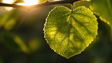 Фотосинтез: що це таке, рівняння реакції та значення для природи
