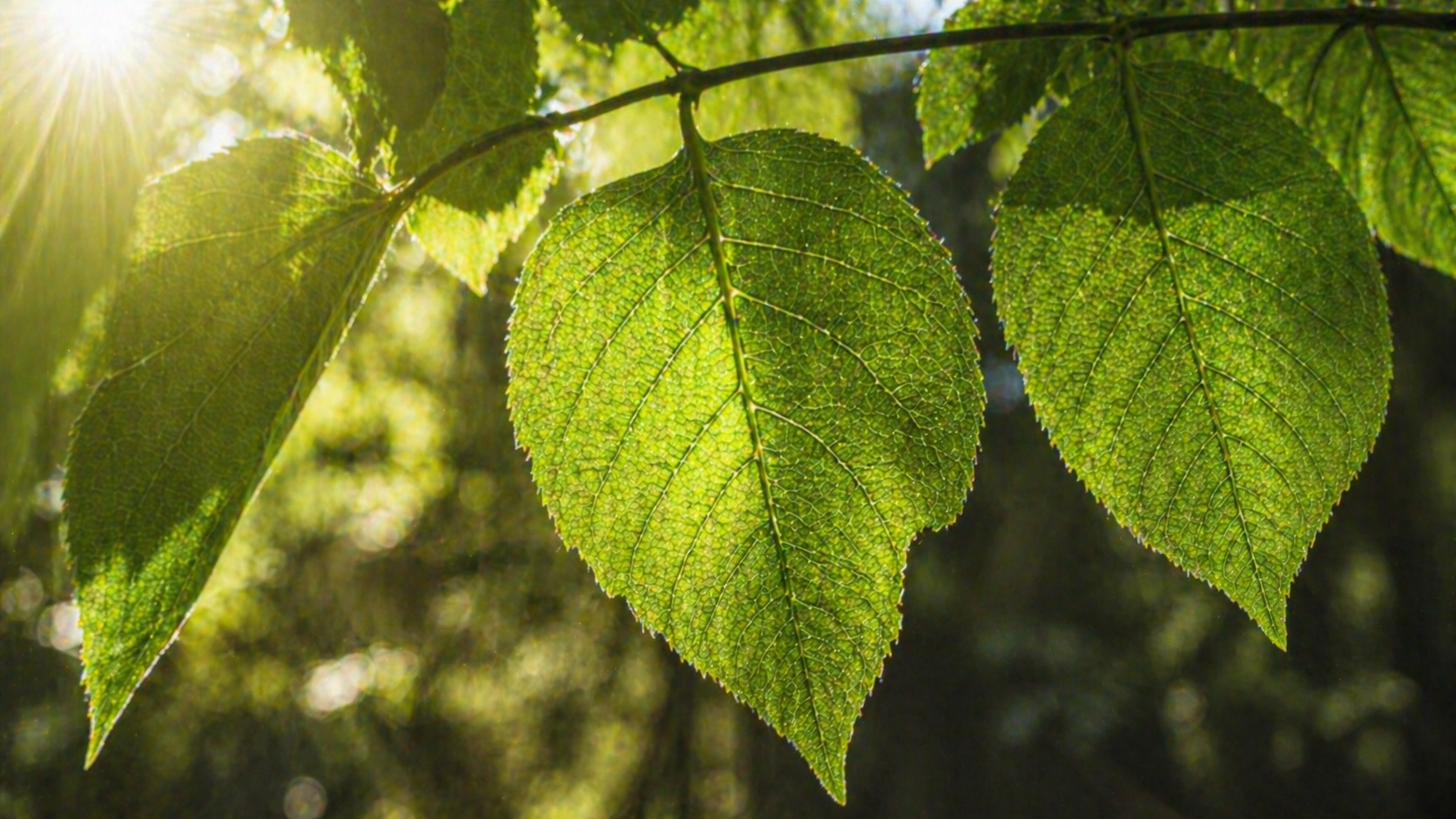 Фотосинтез: що це таке, рівняння реакції та значення для природи-2