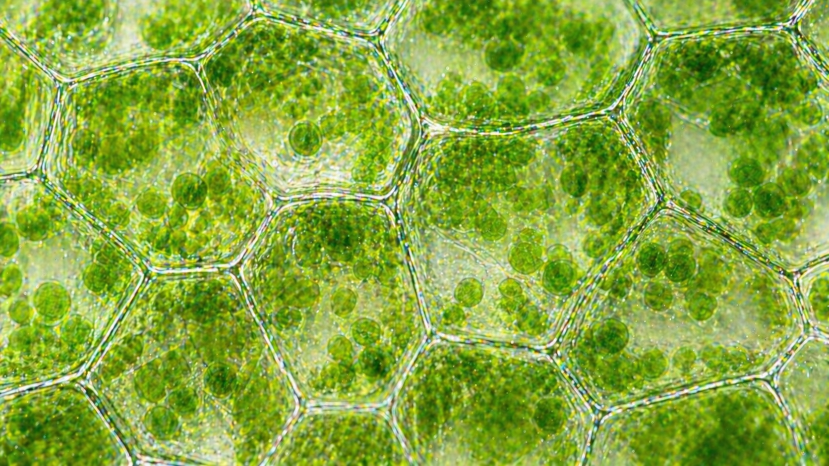 Фотосинтез: що це таке, рівняння реакції та значення для природи-1