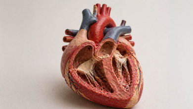 Будова серця людини: камери, клапани та робота