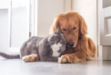 Соціалізація котів та собак